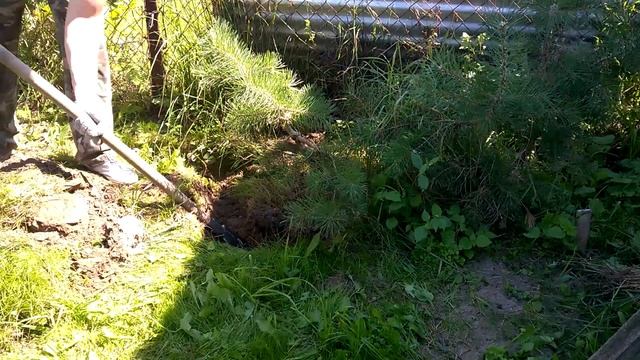 Как просто и эффектно высадить декоративную сосну (Бонсай) в саду. смотреть онлайн