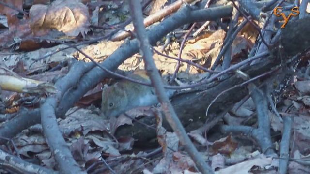 Лесные птицы и мыши весной смотреть онлайн