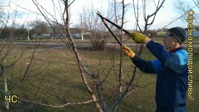 КАК ОБРЕЗАТЬ СЛИВУ! ФОРМИРОВКА КРОНЫ. Детально. смотреть онлайн