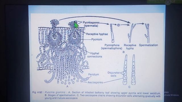 Life Cycle of Puccinia graminis tritici||Part 2||Microbiology||Botany Lectures||B.Sc. 4th Semester смотреть онлайн