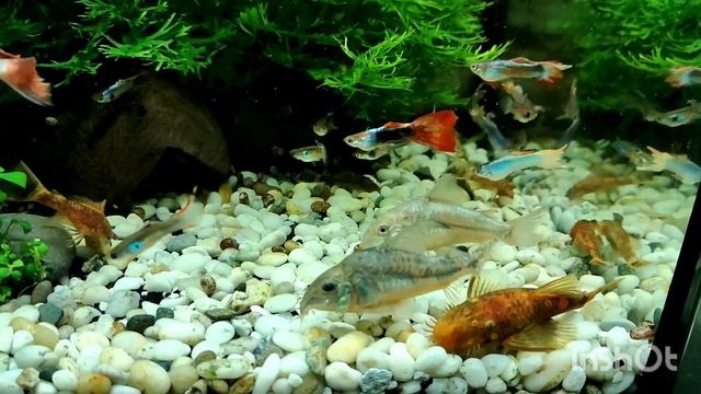 Крапчатые сомики коридорасы в аквариуме с самцами гуппи смотреть онлайн