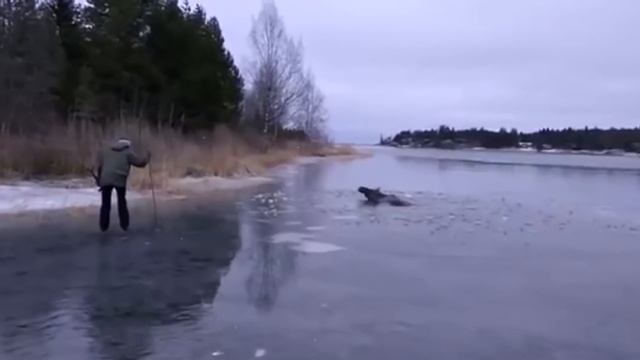 10 Шокирующих Животных Замерзших Во Льду смотреть онлайн