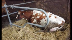 Наблюдаем коров в боксах