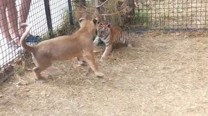 Тигренок и львёнок играют