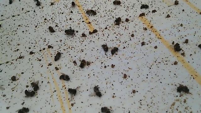 Дно прилетка часть 3 смотреть онлайн