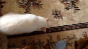 Как моя кошка реагирует на музыку