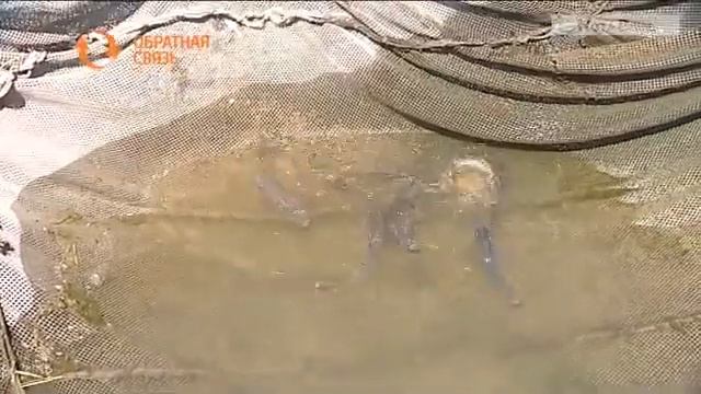 Правила рыбной ловли в Хакасии весной и летом в 2019 году смотреть онлайн