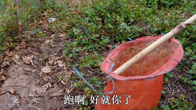 【农村四哥】奶奶身体好转，四哥用板栗煨土鸡，汤鲜肉嫩营养高