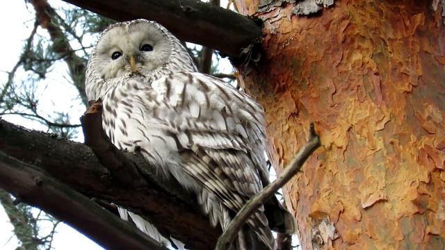 СОВА  Неясыть Длиннохвостая, Ural owl