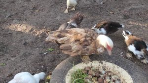 Мускусные утки: кормление, разведение.