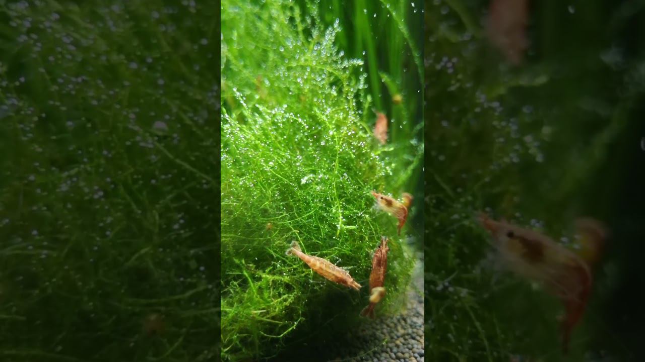 Любимое место креветок смотреть онлайн