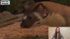 Зверёк по имени "Ласка"