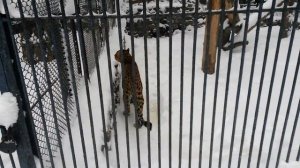 Переднеазиатский леопард ( кавказский барс )