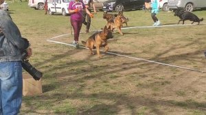 Рабочие кобели 6