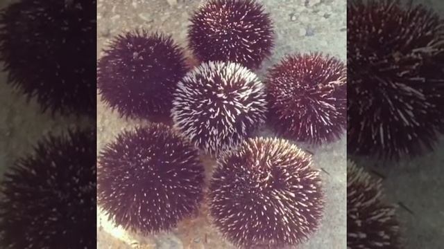 Морские ежи, которых едят. смотреть онлайн