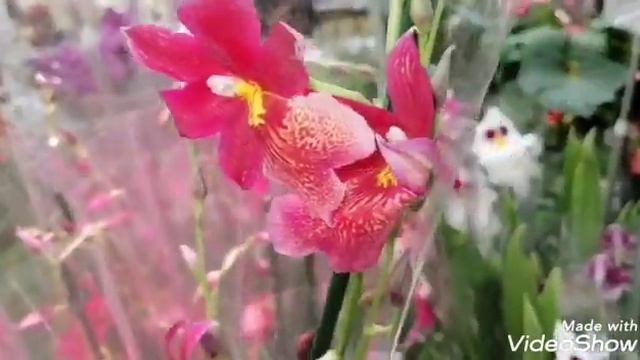 Завоз орхидей в Леруа Мерлен город Новокузнецк 20.12.19. смотреть онлайн