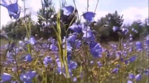 «Разбудите меня после жизни, друзья   »