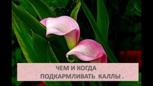 Чем и когда подкармливать каллы .