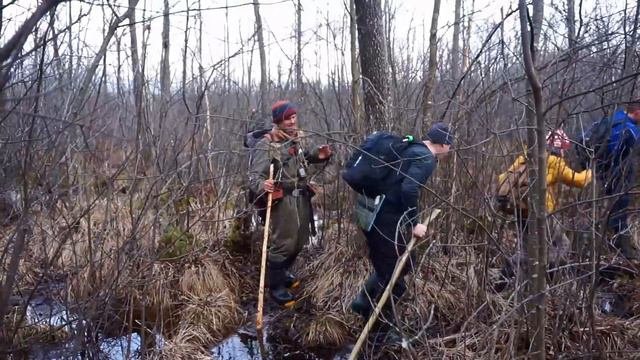 Болотными тропами