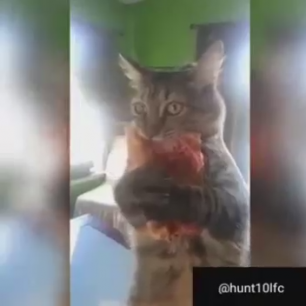 Кот и пицца
