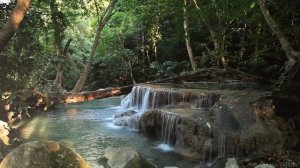 Звуки тропического леса - Медитация природы со звуками воды