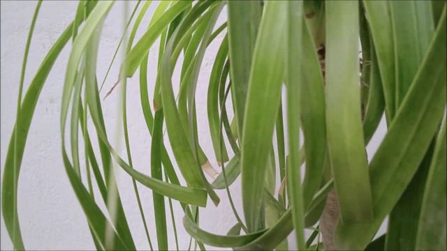 Nolina Palm//Ponytail Palm Care//Triple A смотреть онлайн