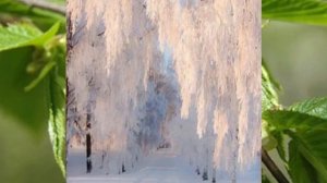 Н.Ветлицкая "Берёза"(фото)