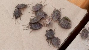 Эксперты объяснили причины нашествия мраморных клопов в Краснодарском крае