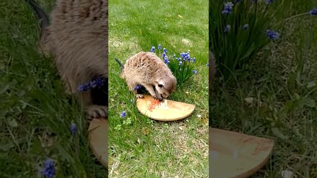 Дача. Сурикат. смотреть онлайн