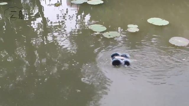 Машинка амфибия | Перевертыш на радиоуправлении | Трюковая машинка | Водонепроницаемая смотреть онлайн