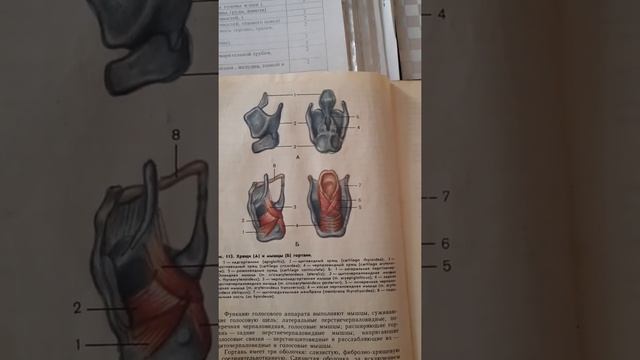 дыхательная система 1 часть. смотреть онлайн