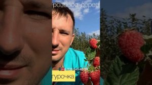 Царь Ягода малина от питомника Школьный Сад