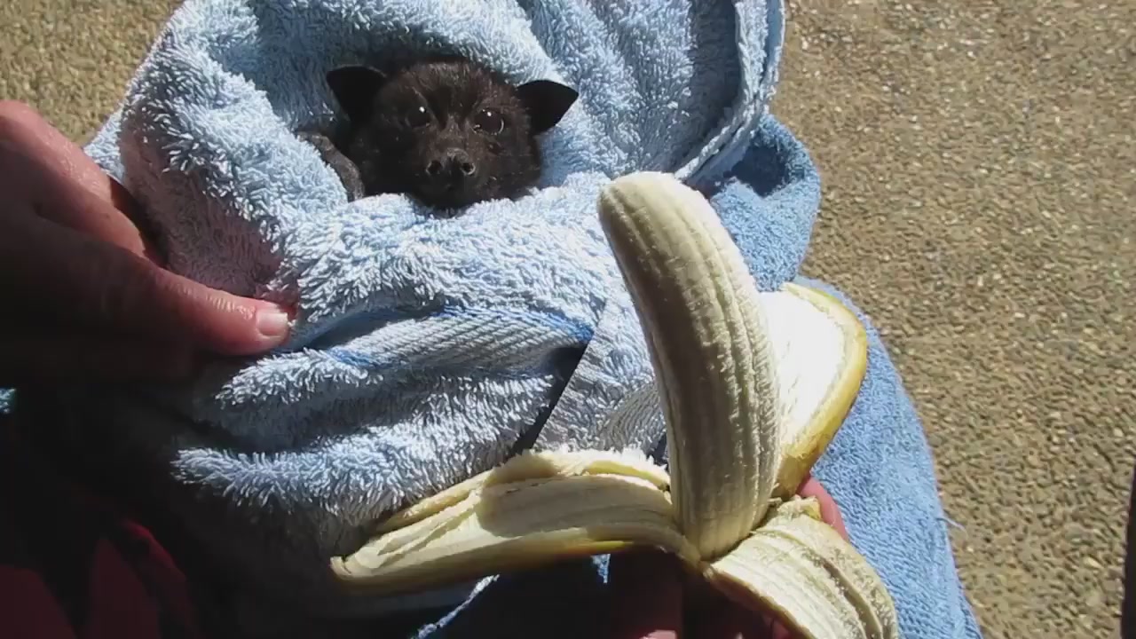 Летучая лисица с бананом