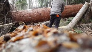 Stihl ms 291 vs big spruce