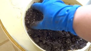 Виноград из черенка. Грунт для молодых саженцев винограда