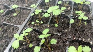 Земляника из семян.Жёлтое чудо.