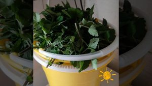 Первые заготовки на зиму. Или чай из мелиссы.