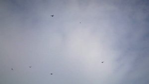 Бойные голуби КАЗАХСТАНА. 22. 01 .2020 г. Что главное?