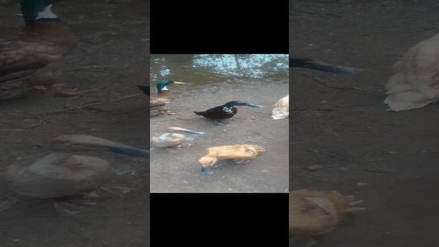 УТКИ ПОРОДЫ ИНДИЙСКИЙ БЕГУН И БЕЛОЛОБЫЙ ГУСЬ
