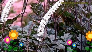 Клопогон простой Блэк Неглиже. Краткий обзор, описание cimicifuga simplex Black Negligee