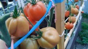 сортовой томат КУНЕО ГИГАНТСКАЯ ГРУША обзор