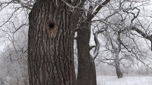 Настоящая зима