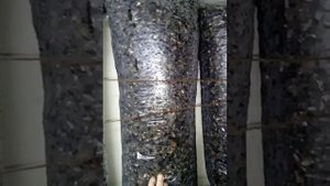 Грибные блоки грибов вёшенки в домашних условиях