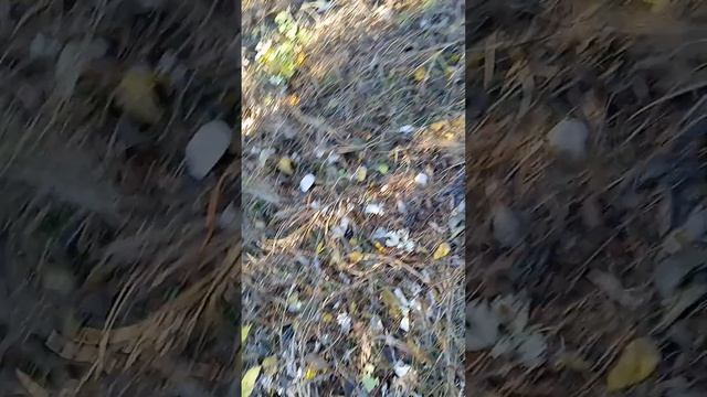 удачный коп с металлоискателем часть 1