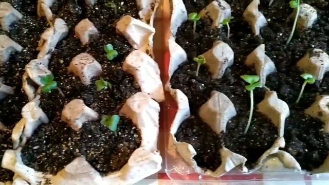 Всходы редиса в ячейках из под яиц. смотреть онлайн
