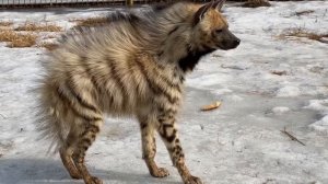 ПОЛОСАТЫЕ ГИЕНЫ СТАЛИ ВЫХОДИТЬ ИЗ ТЁПЛОГО ДОМИКА после зимовки! Кто такая полосатая гиена?