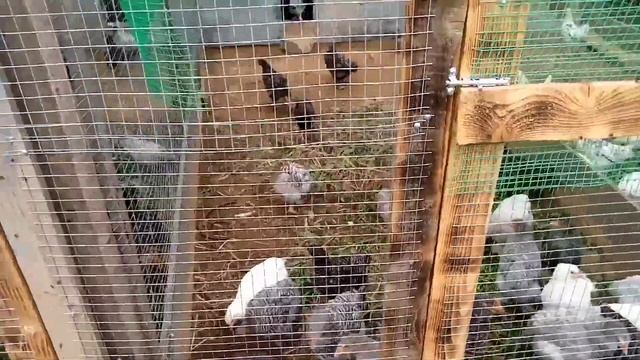 Цыплята пушкинские , не всё так как хотелось бы. Дыня самосев. смотреть онлайн