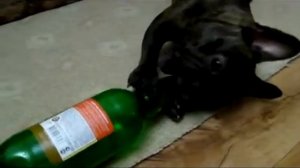 Дуня и пиво.mp4