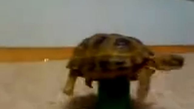 Летающая черепаха смотреть онлайн