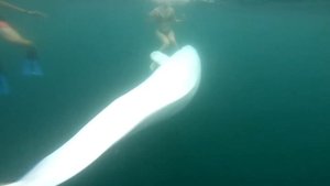 Белуха играет и кусается